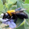 クマバチの危険性と害